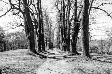 Linden tree alley with dusty country road. Near Lemberk Castle, Czech Republic Black and white image.