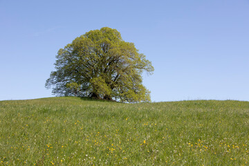 Freistehende grüne Eiche im Frühling