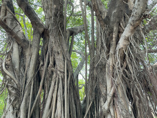 Trunk of banyan.