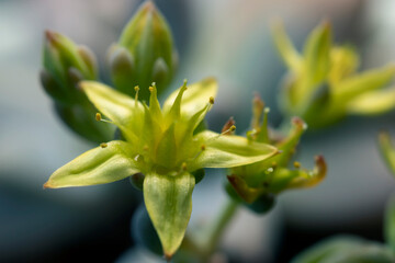 Close up of yellow blooming flower of succulent plant. macro.