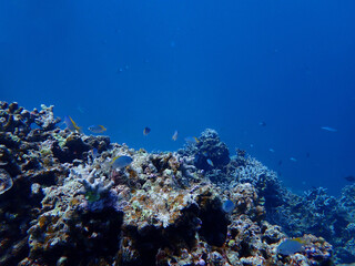 Fototapeta na wymiar 沖縄・石垣島の、海底の魚群たち