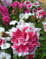 petunia flower white-pink terry with green leaves 