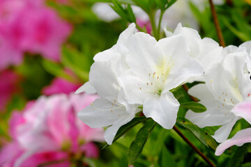綺麗な白いツツジの花