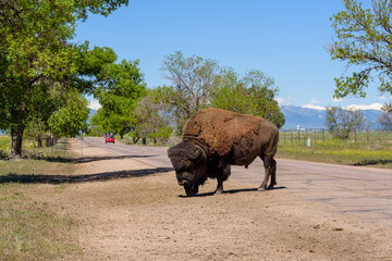 Bison breeding program at Rocky Mountain Arsenal National Refuge, Denver, Colorado, USA