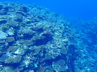 沖縄・石垣島の海底の珊瑚