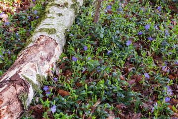 Wild growing flowering vinca on glade in spring forest