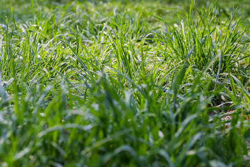Grass covered with morning dew, close-up in selective focus