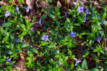 Flowering vinca covered with morning dew in spring forest
