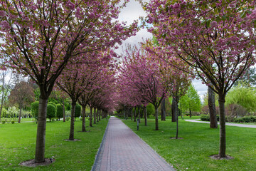 Alley of flowering cherry blossom trees in park