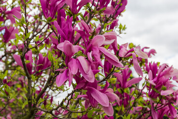 Branches of flowering magnolia with purple flowers close-up