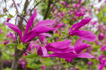 Purple flowers of magnolia on branches, close-up in selective focus
