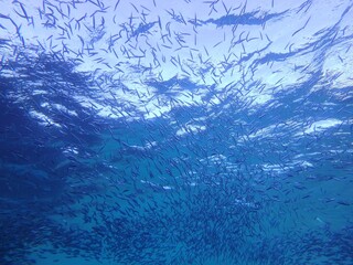 イワシの大群・沖縄の海