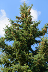Beautiful tall spruce with cones on the background of the blue sky