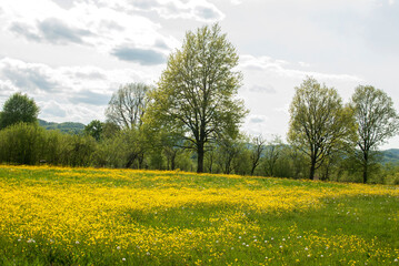 Meadow with yellow blooming spring flowers landscape