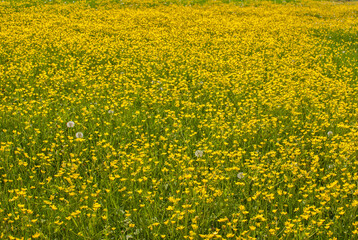 Fototapeta premium Meadow with yellow blooming spring flowers closeup as yellow floral background
