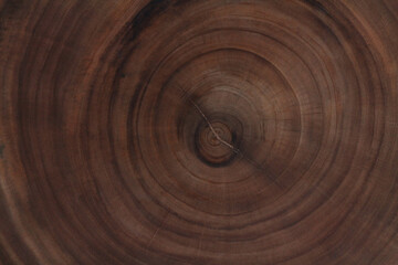 Circular brown pieces of wood