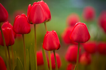 Fototapeta premium тюльпаны