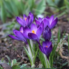 Einzelne Blumen