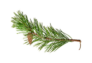 A branch of pine with a not blooming cone. Conifer tree. Isolated on a white background.