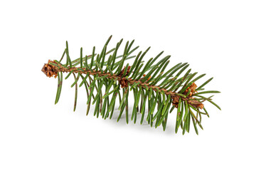 Small spruce branch with green needles on a white background