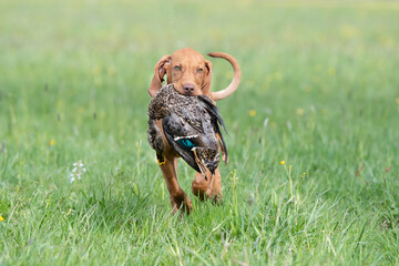 Vizsla-Welpe apportiert Ente