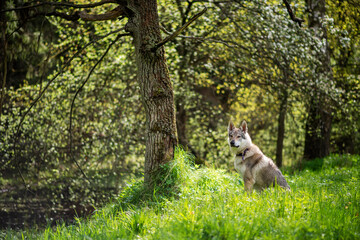 Piękny pies siedzący pod drzewem - obrazy, fototapety, plakaty