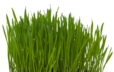 Fototapeta na wymiar Green grass isolated on white background.