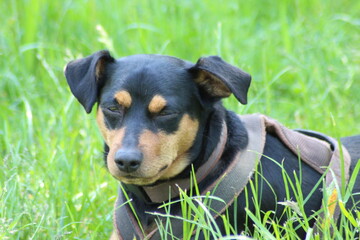 Entspannter Hund