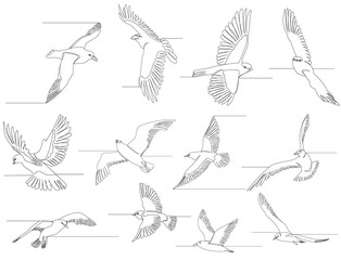 Fototapeta premium bird flies one line drawing set