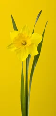 Gordijnen Narcis flower on a yellow background close-up. © Valerii Zan