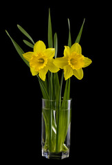 Daffodil flowers in a glass isolated on a black background close-up.