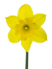 Yellow flowers daffodils Isolated on white background close-up.