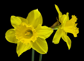 Yellow flowers daffodils Isolated on a black background close-up.