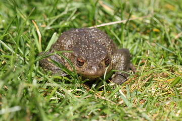 portrait of toad in green grass, close up of frog
