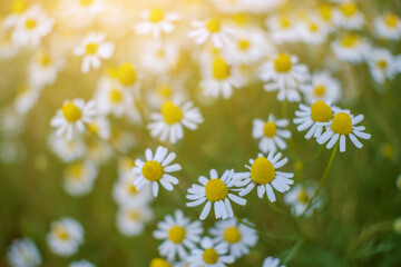 Nature scene with a blooming field of chamomilles. Matricaria chamomilla , wild chamomile. Intentionally soft focus.