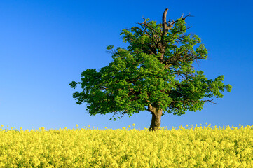 A green, old and lone linden tree growing in the middle of an agricultural field. Clear blue sky without clouds. Yellow flowered field of oilseed rape.