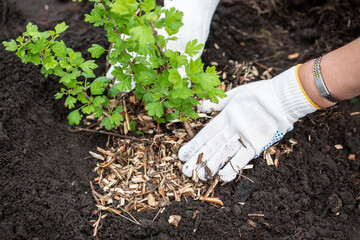 A girl plants a young gooseberry bush.