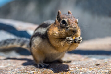 Fototapeta premium A Least Chipmunk in Yellowstone NP, Montana