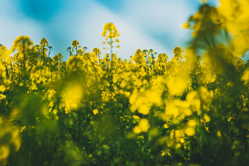 abstract photo of blooming rapeseed flowers