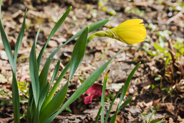 Fototapeta premium A bud of yellow daffodil will soon bloom in the garden