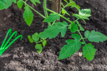 Tomato seedlings planted in the soil in spring
