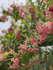 Jasmine flower