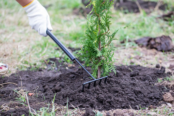 Gardener to rake the land near thuja Brabant. - 434073385