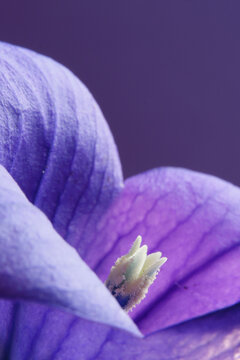 Macro shot of the pistils of a delicate violet flower - for backgrounds and textures