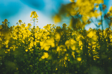 abstract photo of blooming rapeseed flowers