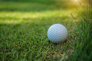 White golf ball place near the tall grass of a golf course rough.