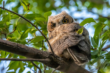 Western Screech Owl near Mount Pleasant City, Utah