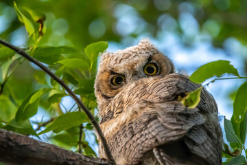 Western Screech Owl near Mount Pleasant City, Utah