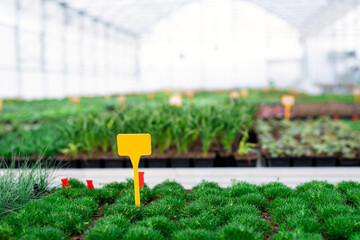 Various potted plants and flowers in greenhouse in garden center, small business.