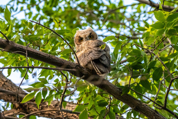 Western Screech Owl near Mount Pleasant City, Utah